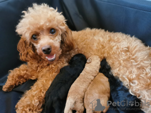 Additional photos: miniature poodle cute puppies