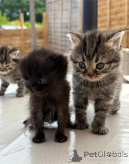 Photo №1. persian cat - for sale in the city of Sheet | 329$ | Announcement № 153074