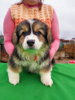 Photo №3. Welsh Corgi Pembroke Puppies. Belarus