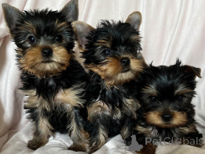 Photo №3. Yorkshire Terrier Welpen zu verkaufen. Austria