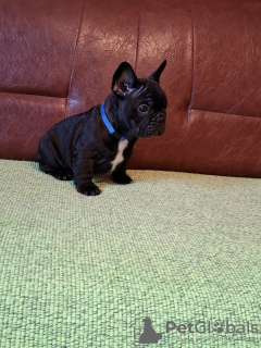 Additional photos: French bulldog puppies