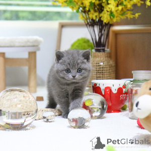 Photo №2 to announcement № 152785 for the sale of british shorthair - buy in Belarus breeder