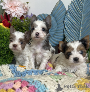 Photo №1. yorkshire terrier - for sale in the city of Berlin | 568$ | Announcement № 164796