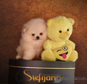 Photo №1. pomeranian - for sale in the city of Loznica | negotiated | Announcement № 146697