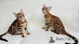 Photo №3. Bengal kittens. United States
