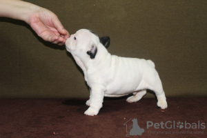 Additional photos: french bulldog puppies