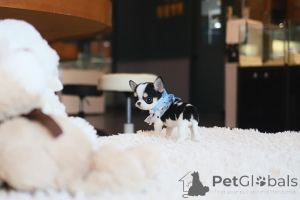 Photo №1. chihuahua - for sale in the city of Cold Spring Harbor | negotiated | Announcement № 155039