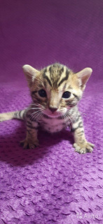 Additional photos: Bengal kittens