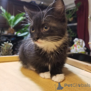 Photo №2 to announcement № 134857 for the sale of maine coon - buy in Germany private announcement, from nursery, from the shelter, breeder