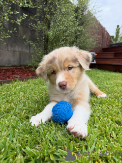 Photo №1. australian shepherd - for sale in the city of Wolfsburg | negotiated | Announcement № 159493
