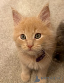 Photo №2 to announcement № 160415 for the sale of maine coon - buy in Germany breeder