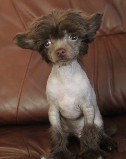 Photo №3. chinese crested puppy. Russian Federation
