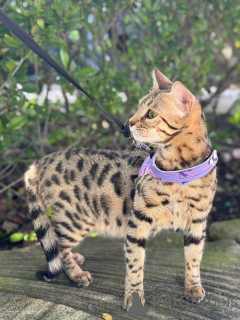 Photo №1. bengal cat - for sale in the city of Salo | 706$ | Announcement № 152944