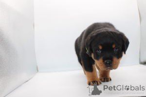 Photo №2 to announcement № 165223 for the sale of rottweiler - buy in Romania breeder