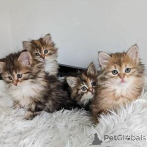 Photo №1. siberian cat - for sale in the city of Esens | 361$ | Announcement № 166473