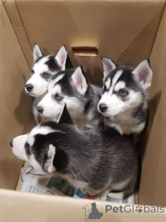 Photo №2 to announcement № 158976 for the sale of siberian husky - buy in Estonia private announcement, breeder