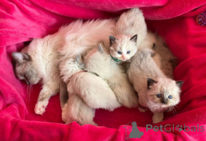 Photo №2 to announcement № 143481 for the sale of turkish angora - buy in Austria breeder