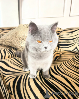 Photo №3. Purebred British Shorthair Kittens for Sale Pedigree & Vet Checked. Germany
