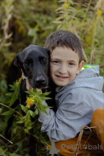 Photo №4. I will sell non-pedigree dogs in the city of Москва.  - price - Is free