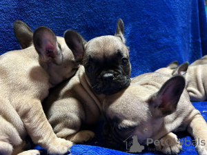 Additional photos: French bulldog puppies