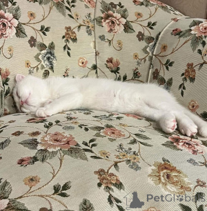 Photo №4. I will sell  in the city of Lille.  - price - negotiated