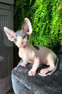 Photo №3. Chatons Sphynx à vendre. Belgium