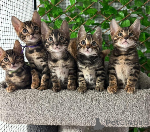 Photo №2 to announcement № 152658 for the sale of bengal cat - buy in Switzerland private announcement