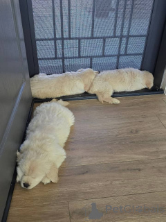 Photo №1. golden retriever - for sale in the city of Athens | negotiated | Announcement № 171755