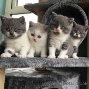 Photo №1. british shorthair - for sale in the city of Brussels | 599$ | Announcement № 165817