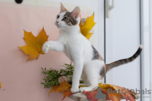 Additional photos: Kitten Dashka is an affectionate, cheerful child looking for a home!