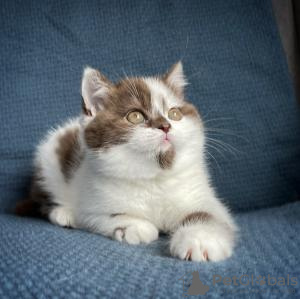 Photo №1. british shorthair - for sale in the city of Hong Kong | Is free | Announcement № 58092