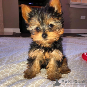 Photo №1. yorkshire terrier - for sale in the city of Houston | 500$ | Announcement № 15454