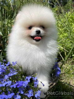 Photo №2 to announcement № 127351 for the sale of pomeranian - buy in Germany private announcement