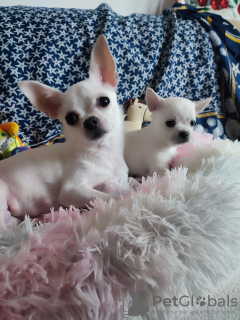 Photo №3. Selling 1 year old mini Chihua girl. Germany