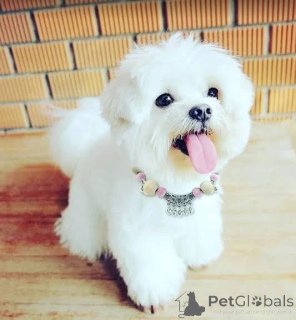 Photo №1. maltese dog - for sale in the city of Buenos Aires | negotiated | Announcement № 170489