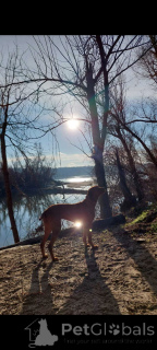 Photo №4. I will sell vizsla in the city of Bachka-Palanka. private announcement - price - negotiated