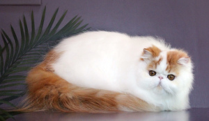 Photo №4. I will sell persian cat in the city of Kiev. from nursery - price - Negotiated