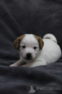 Photo №1. jack russell terrier - for sale in the city of Gomel | 194$ | Announcement № 169284