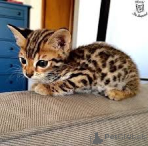 Photo №2 to announcement № 163387 for the sale of bengal cat - buy in Austria private announcement, breeder