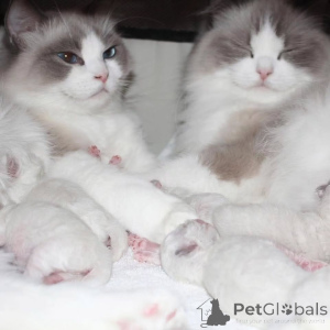 Photo №4. I will sell ragdoll in the city of Dusseldorf. private announcement - price - Is free