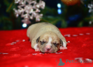 Photo №4. I will sell american staffordshire terrier in the city of Moscow river. from nursery - price - 556$
