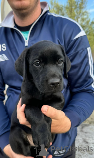 Photo №1. labrador retriever - for sale in the city of Butzbach | 361$ | Announcement № 154621