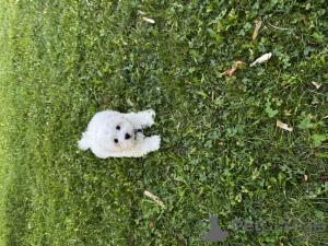 Photo №1. maltese dog - for sale in the city of Vecsés | 390$ | Announcement № 154611