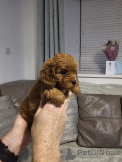 Photo №2 to announcement № 132005 for the sale of maltipu - buy in United States private announcement