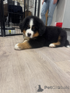 Photo №1. bernese mountain dog - for sale in the city of Cologne | negotiated | Announcement № 158064
