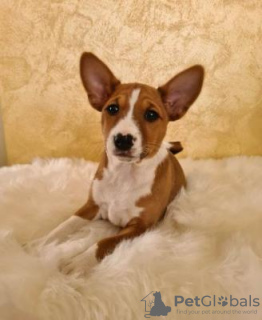 Photo №1. basenji - for sale in the city of Prague | negotiated | Announcement № 109966