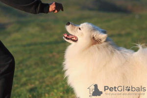 Additional photos: It is proposed to mate a Samoyed male.