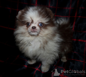 Photo №1. pomeranian - for sale in the city of Москва | negotiated | Announcement № 30081