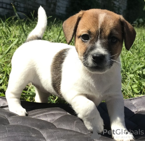 Photo №1. jack russell terrier - for sale in the city of Anderlecht | negotiated | Announcement № 170796