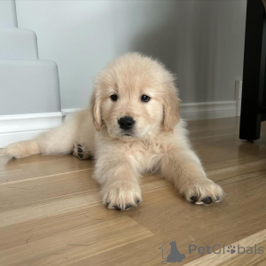 Photo №2 to announcement № 140717 for the sale of golden retriever - buy in Germany breeder